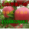 【哪里蘋(píng)果最便宜 ，口感好】15588026662
