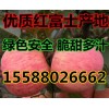 山東萬(wàn)畝紅富士產(chǎn)地價(jià)格便宜；脆甜多汁