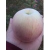 陜西紅富士蘋果價格，紅富士蘋果基地批發(fā)價格