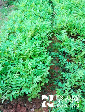 6-美國(guó)黑核桃苗-1