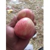 陜西冷庫紅富士蘋果價格，冷庫紅富士蘋果批發(fā)價格
