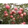 山東優質紅富士蘋果現已大量上市