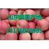 山東蘋(píng)果種植基地/紙袋紅富士蘋(píng)果產(chǎn)地直銷(xiāo)