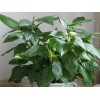 虹口萬年青租賃 萬年青養(yǎng)護(hù)哪家好 櫳翠供