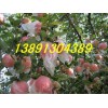 2016最新陜西紅富士蘋(píng)果產(chǎn)地批發(fā)價(jià)格
