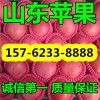 紅富士蘋果產地直銷１５７６２３３８８８８