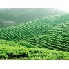 有創(chuàng)意的成都園藝場(chǎng)：柳樹(shù)垂柳苗圃