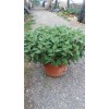 濰坊價(jià)位合理的秋菊·廠家直銷(xiāo)：造型菊種植