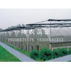 花棚溫室大棚施工 [神農(nóng)溫室]溫室大棚設(shè)計(jì)建造