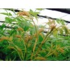 1.8公分紅油香椿苗_供應山東銷量好的紅油香椿苗