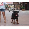 供應(yīng)福建物超所值的寧德羅威納犬：寧德羅威納