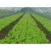 太原蔬菜大棚專業建設：訂購蔬菜大棚