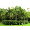 布迪椰子種子栽培技術(shù)——想要好的布迪椰子種植就來泰禾