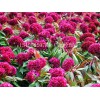 茉莉花批發(fā)|想要草花就來晨歌花卉苗木