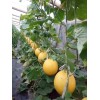 [天那！！怎么便宜的蔬菜]~壽光甜瓜~安丘西紅柿！田馬黃瓜！！！！