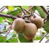 獼猴桃認(rèn)領(lǐng)：想要易種植的獼猴桃就來(lái)高密玉玲瓏