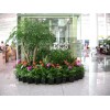 銀川專業的花卉養護提供商 花卉養護