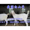 濟(jì)寧口碑好的波爾山羊值得信賴_波爾山羊市場(chǎng)前景