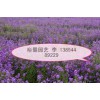哪里買到優質藍香芥？藍香芥專業培育基地《裕馨園藝》