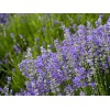 性?xún)r(jià)比高的薰衣草哪里有供應(yīng)_綠化薰衣草