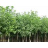 青州春雨苗木專業(yè)供應(yīng)8-10公分白蠟，煙臺(tái)8-10公分白蠟