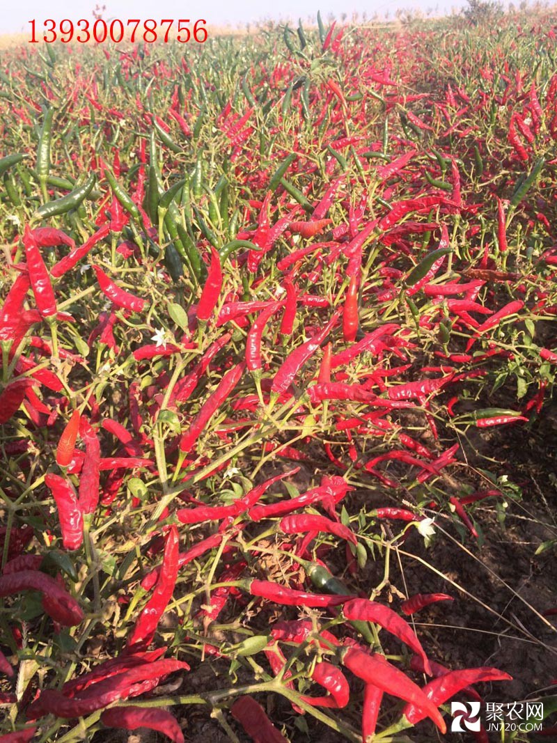 9、映山紅后期表現(xiàn)