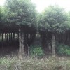 9公分香樟價格，劃算的8公分香樟出售