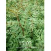 山東泰山大紅袍花椒苗價格信息|產量好的大紅袍