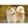 石獅哪里有賣秋田犬，報價合理的泉州秋田犬供應盡在卡蒂斯諾犬業(yè)