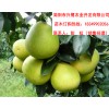 重慶柚子苗基地，重慶柚子苗價格，重慶柚子苗批發