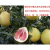 重慶紅心柚苗基地，柚子苗價格，紅心柚苗批發