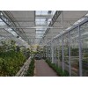 淄博育苗溫室工程建設(shè)找哪家公司好：淄川育苗溫室工程建造