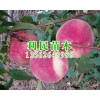 搶手的金秋紅蜜桃苗優選青州利民苗木，批發晚熟桃苗