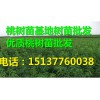 優(yōu)惠的桃樹苗|河南桃樹苗供應(yīng)批發(fā)