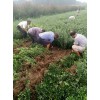 大葉黃楊價(jià)格@大葉黃楊供應(yīng)商#大葉黃楊行情【威海大葉黃楊供應(yīng)商】青州雙科花卉