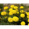 濰坊劃算的草花供應(yīng)，內(nèi)蒙草花價格