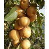 供應山東實惠的梨樹苗：內(nèi)蒙梨樹苗