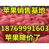 山東優質紅富士蘋果批發.價格便宜.貨源充足