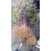 供應山東成活率高的泰山大紅袍花椒苗|品質(zhì)優(yōu)良的大紅袍