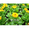 草花價格 弘達園藝設備不二選：金葉女貞經(jīng)銷商