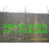冬棗苗批發(fā)，冬棗樹苗多少錢一棵