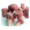 供應廈門質好價優(yōu)的紅菇：原生態(tài)紅菇功效怎么樣