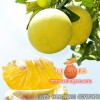 漳州優(yōu)質(zhì)葡萄柚苗供應(yīng)|臺(tái)灣甜葡萄柚苗