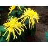 國慶節(jié)菊 供應(yīng)山東搶手的國慶菊
