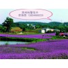 江蘇采購柳葉馬鞭草--哪里供應(yīng)優(yōu)質(zhì)柳葉馬鞭草？？