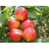 香山紅桃樹苗批發(fā)價(jià)格：想要優(yōu)惠的香山紅桃樹苗就來興民果樹苗木