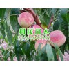 金秋紅蜜桃苗供應商，山東優質金秋紅蜜桃苗供應