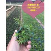 裕馨花卉專注濰坊芝櫻小苗批發|中國濰坊芝櫻小苗