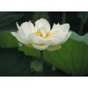 花蓮 專業(yè)的花蓮白雪公主市場(chǎng)價(jià)格