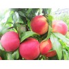 桃樹找高密玉玲瓏_品種優(yōu)良，桃樹認(rèn)養(yǎng)推薦